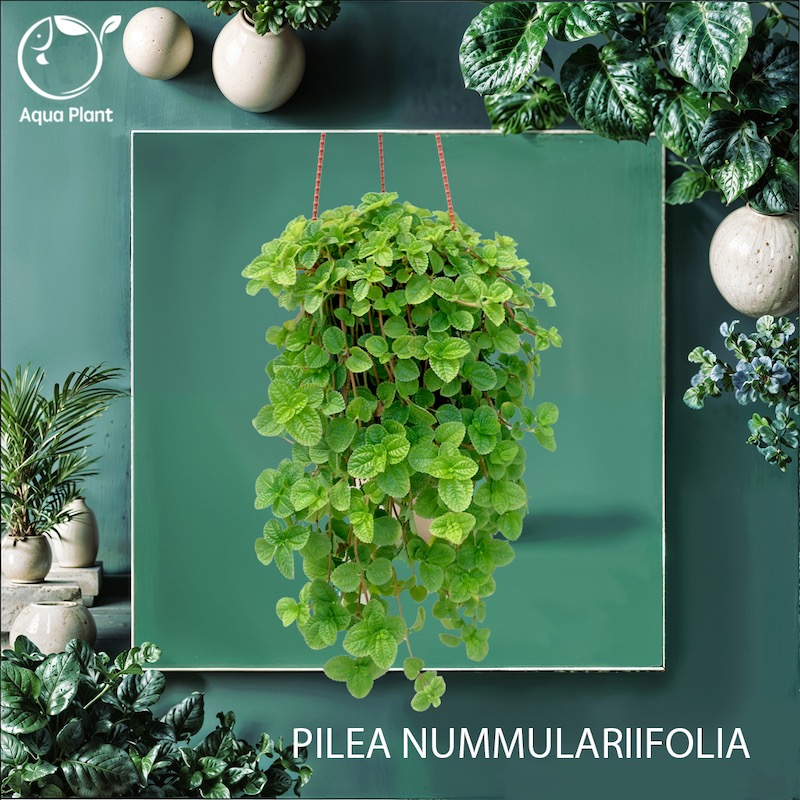 Pilea nummulariifolia