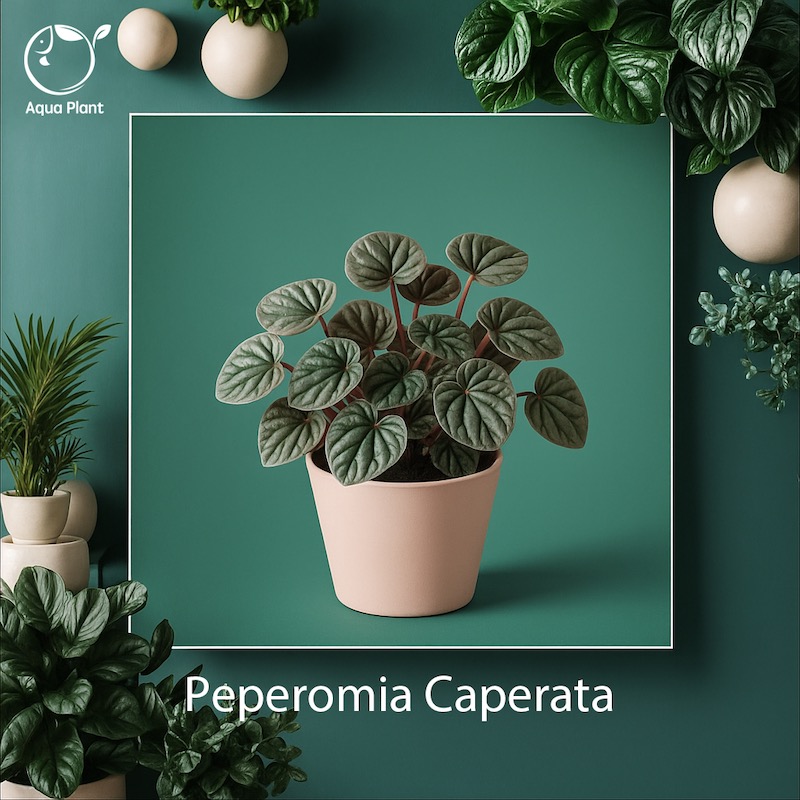 peperomia caerata