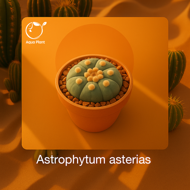 Astrophytum asterias