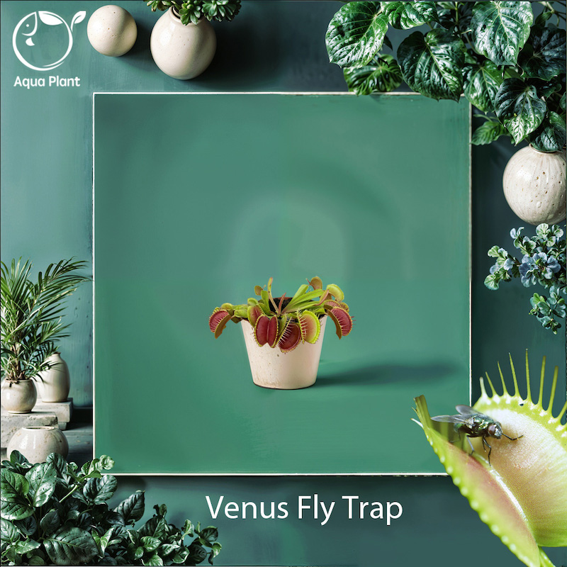 Venus Fly Trap