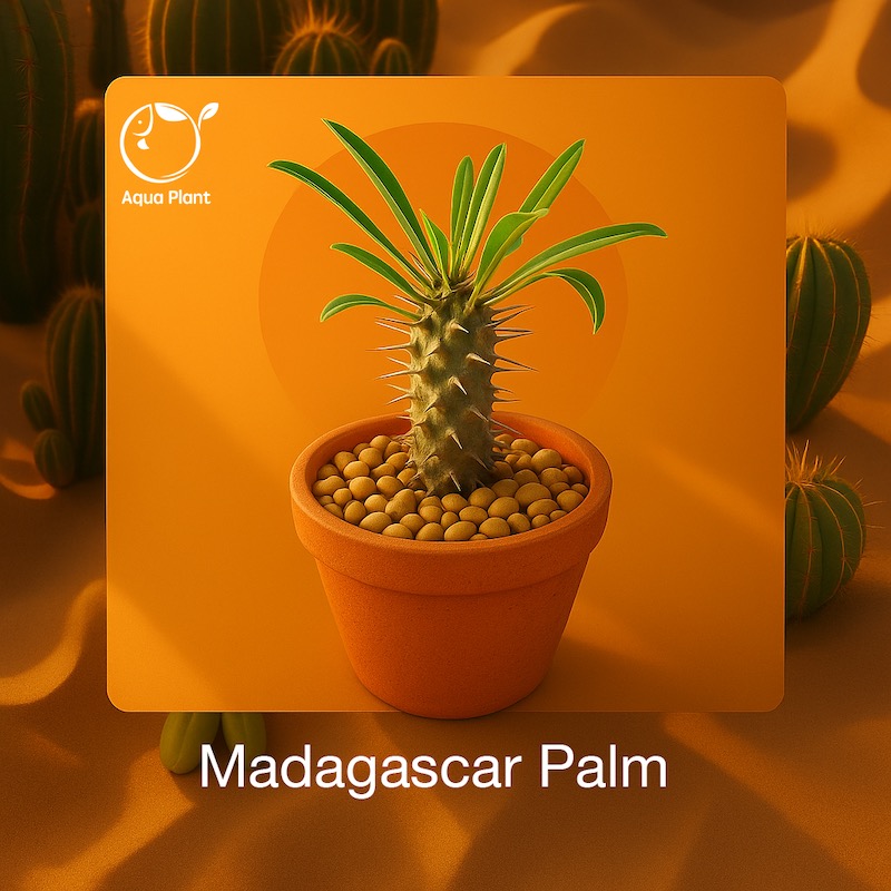 Madagascar Palm