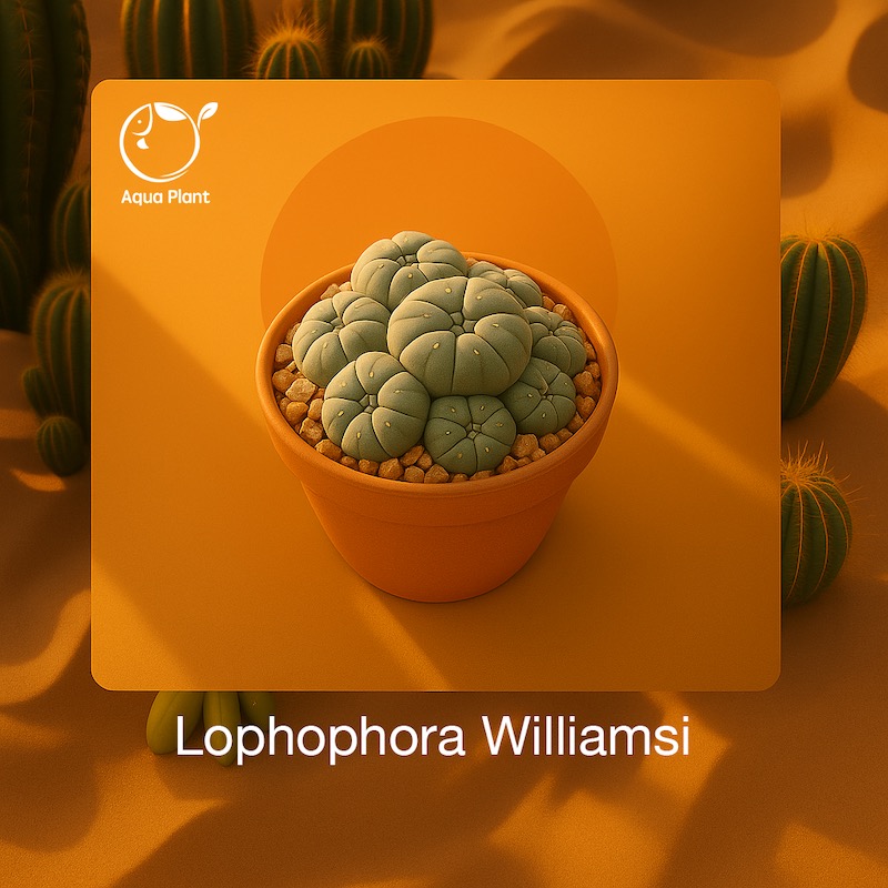 Lophophora Williamsi