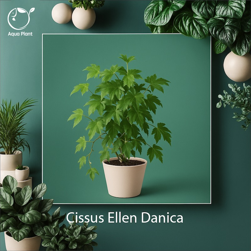 Cissus ellen danica