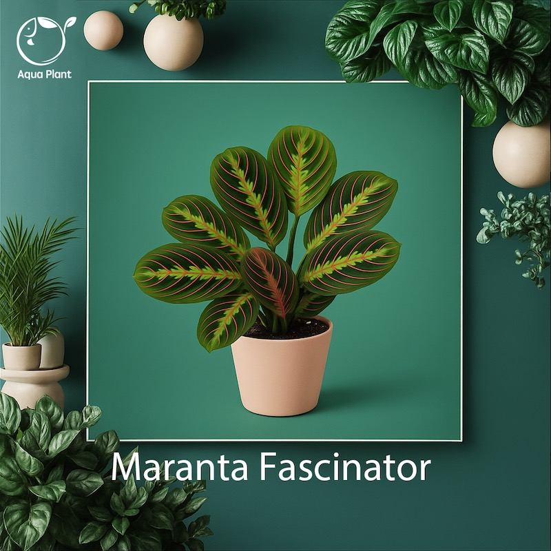 Maranta fascinator