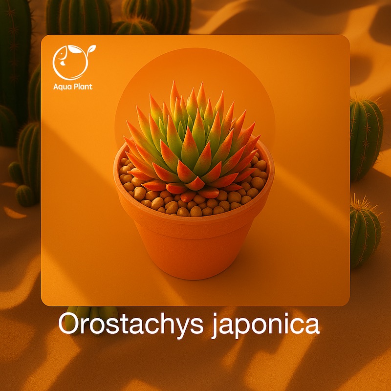 Orostachys japonica