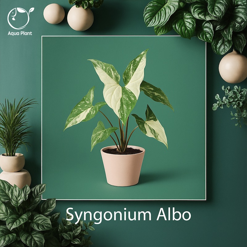 Syngonium Albo