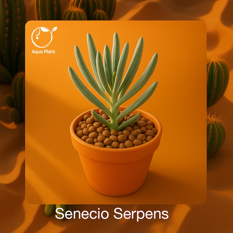 Senecio Serpens