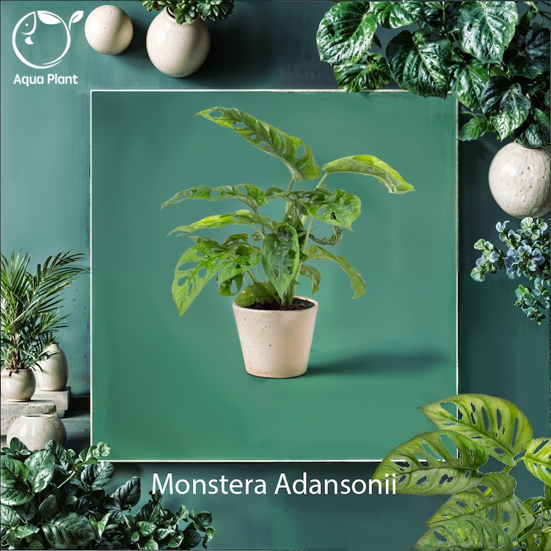 Monstera Adansonii
