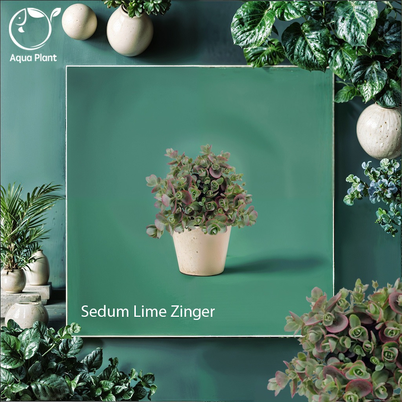Sedum lime zinger