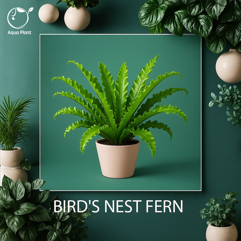 Bird's nest fern