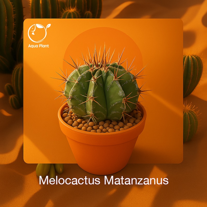 Melocactus Matanzanus