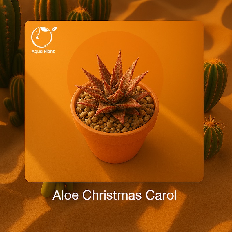 Aloe Christmas Carol