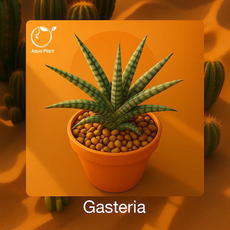 Gasteria